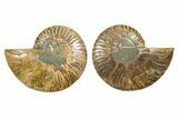 Cut & Polished, Agatized Ammonite Fossil - Madagascar #344150-1